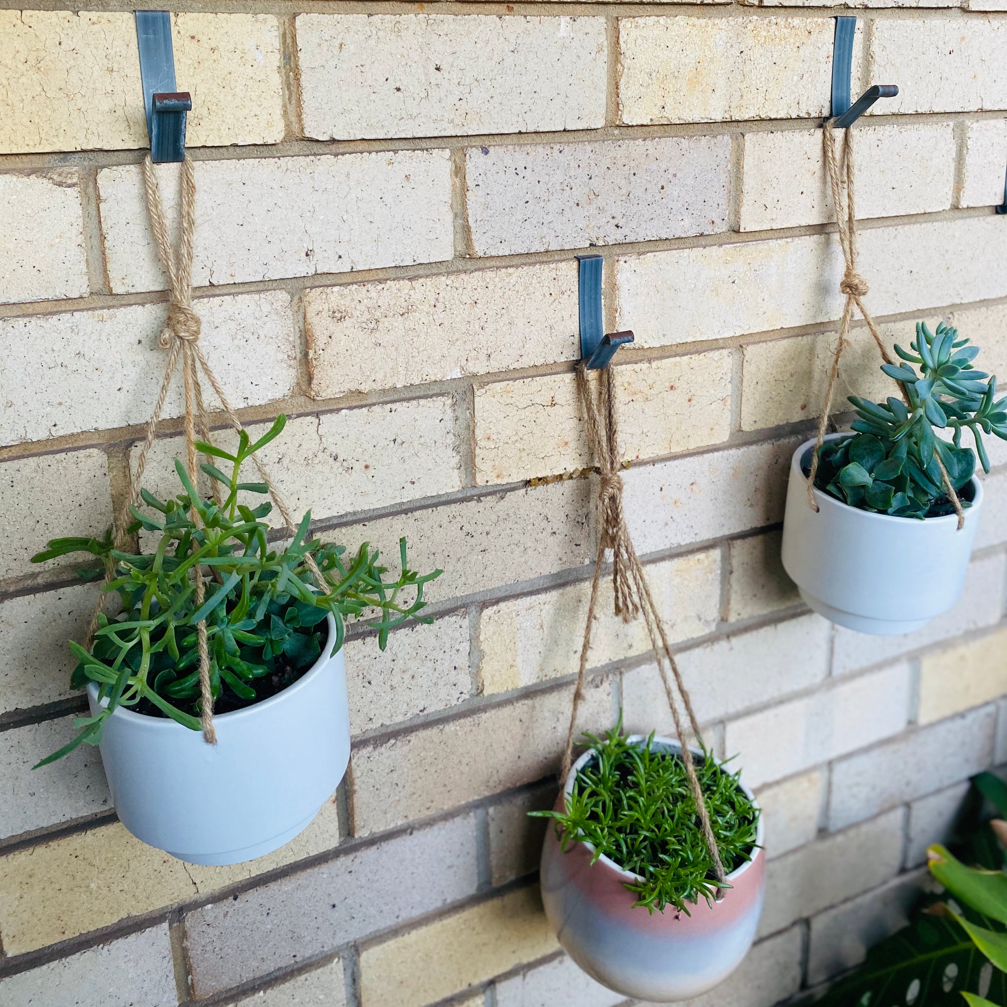 Brick walls hanging the plants using the Brick Hangers from Brick Grip.