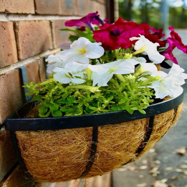 Flower plant with hook hanging on the brick wall
